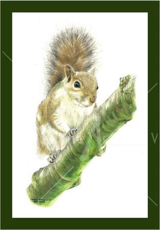 Grey Squirrel - balancing act