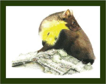 Pine Marten - ever alert