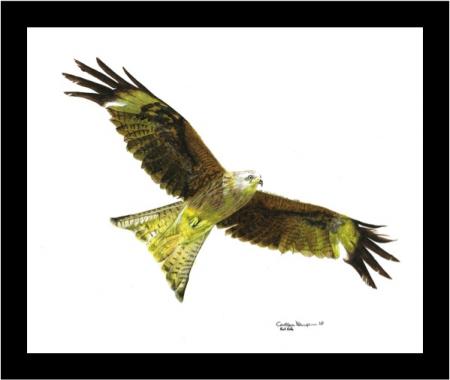 Red Kite - on the hunt