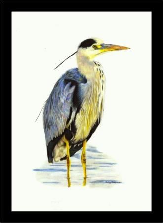 Grey Heron - silently watching