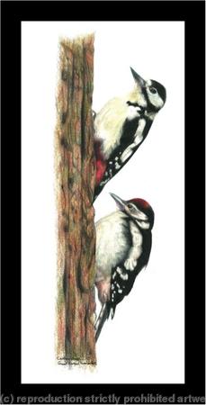 Great Spotted woodpecker - learning the ropes