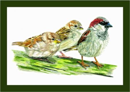 House Sparrows - watching how its done