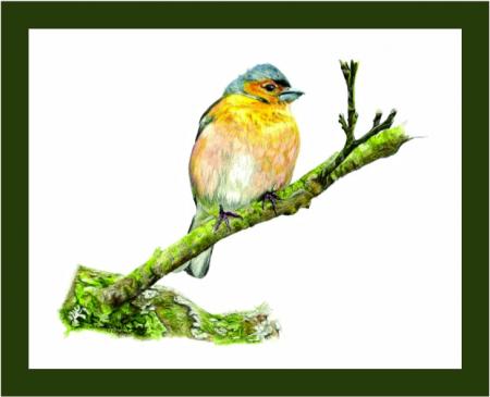 Chaffinch - a comfy resting place