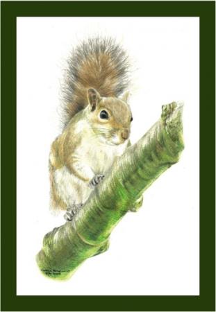 Grey Squirrel - balancing act