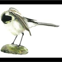 Pied Wagtail - settling for the night