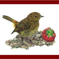 Robin - a prized possession