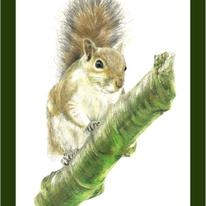Grey Squirrel - balancing act