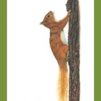 Red Squirrel - a quick escape