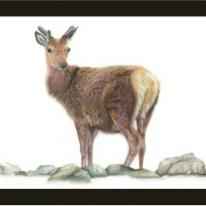Deer - Solitary figure