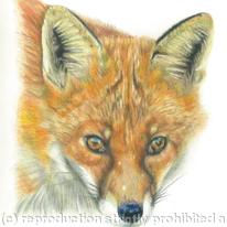 Fox - You've been spotted