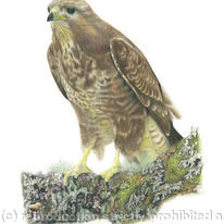 Buzzard - taking a rest