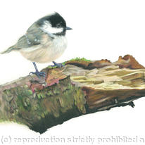 Coal Tit - a prime location