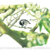 Coal Tit - a prized nut