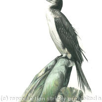 Cormorant - Waiting for the tide