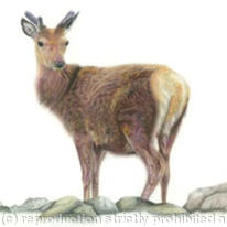 Red Deer - Solitary figure 