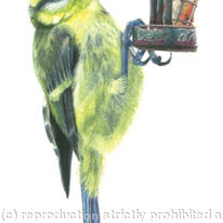 Blue tit - holding on for one more nut