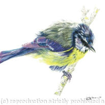 Blue tit - Just out of the bath