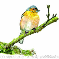 Chaffinch - a comfy resting place