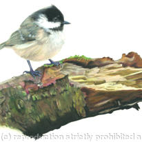 Coal Tit - a prime location