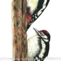 Great Spotted Woodpecker - learning the ropes