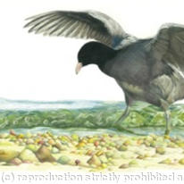 Coot - In the Shallows