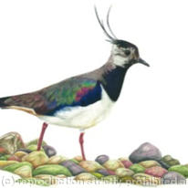 Lapwing - Foraging