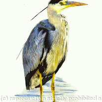 Grey Heron - silently watching
