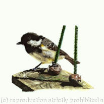 Coal tit - waiting its chance