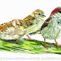 House Sparrows - watching how its done