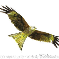 Red Kite - on the hunt