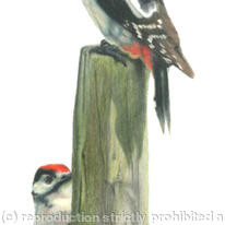 Great Spotted Woodpeckers - Courting 