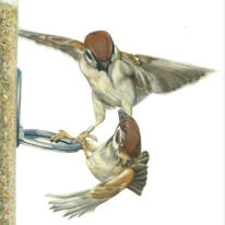 Hedge Sparrows - Competition is High