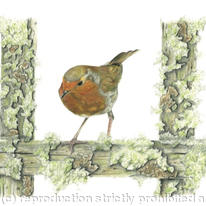 Robin - in the frame