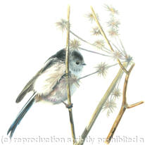 Long tailed Tit - enjoying the summer 