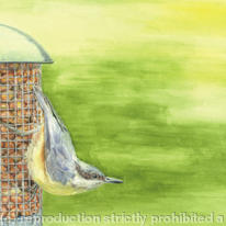 Nuthatch - Summers Day 