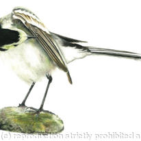 Pied Wagtail, settling for the night