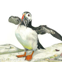 Puffin - good catch