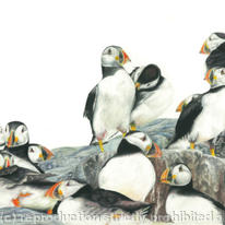 Puffins - A safe place