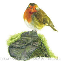 Robin - A quiet spot
