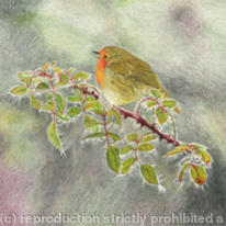 Robin - morning frost