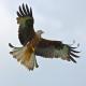 Red Kite - emergency… | | | photography Red Kite - emergency…