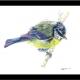 Blue-tit - just out… | | | polychromos pencils Blue-tit - just out…