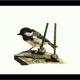 Coal-tit - waiting its… | | | polychromos pencils Coal-tit - waiting its…