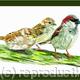 House Sparrows - watching… | | | polychromos pencils House Sparrows - watching…