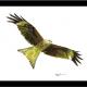 Red Kite - on the hunt | | | acrylics Red Kite - on the hunt