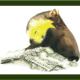 Pine Marten - ever alert