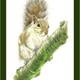 Grey Squirrel - balancing…