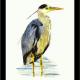 Grey Heron - silently…