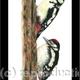 Great Spotted woodpecker…