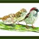 House Sparrows - watching…